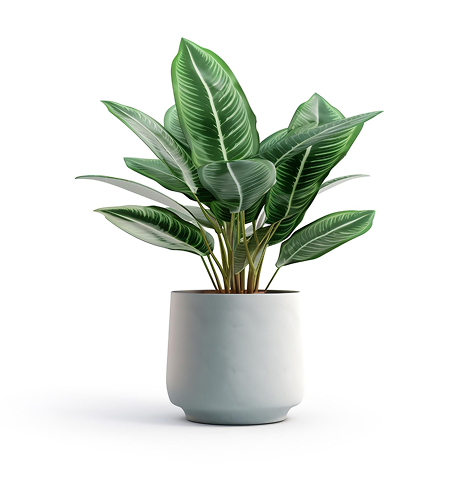 Home house plant.jpg